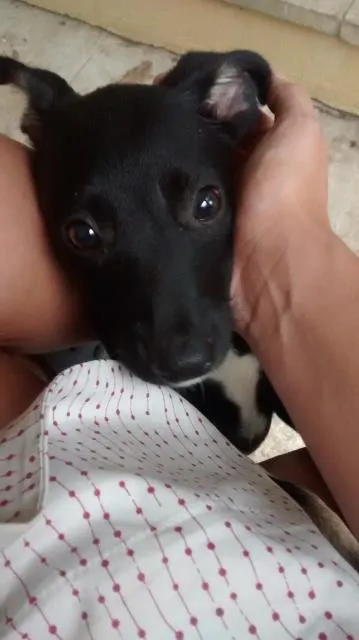 Cachorro ra a vira lata idade Abaixo de 2 meses nome ainda sem nome