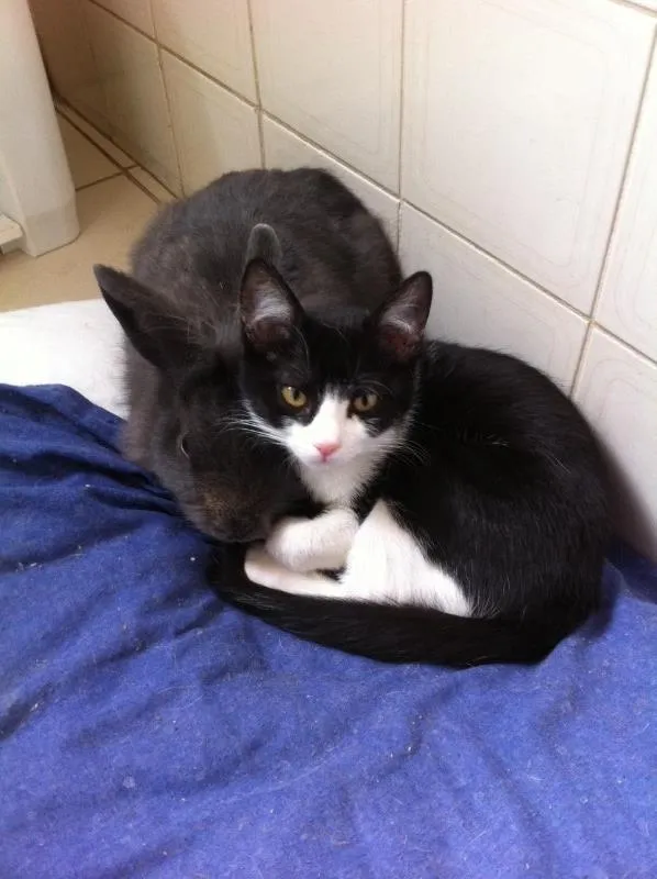 Gato ra a SRD/Castrado idade 7 a 11 meses nome Sem nome/Castrado