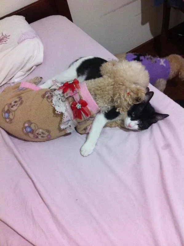 Gato ra a SRD/Castrado idade 7 a 11 meses nome Sem nome/Castrado