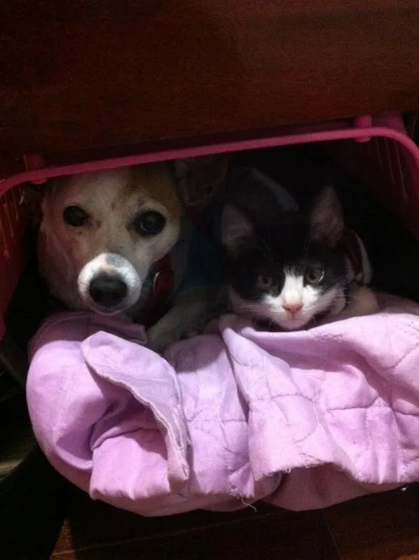 Gato ra a SRD/Castrado idade 7 a 11 meses nome Sem nome/Castrado