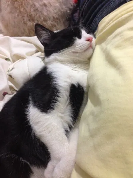 Gato ra a SRD/Castrado idade 7 a 11 meses nome Sem nome/Castrado