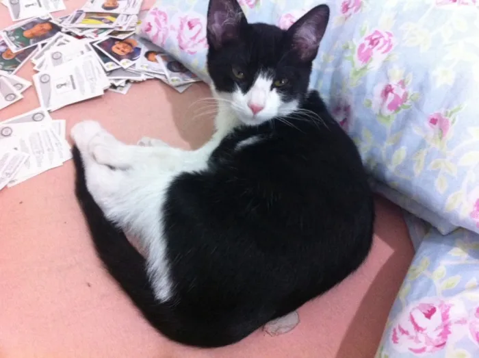 Gato ra a SRD/Castrado idade 7 a 11 meses nome Sem nome/Castrado