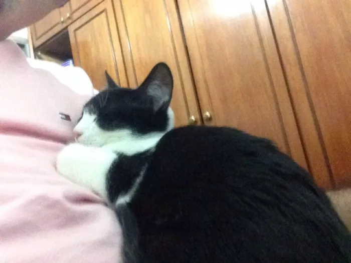 Gato ra a SRD/Castrado idade 7 a 11 meses nome Sem nome/Castrado