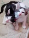 Tiao e bolinha