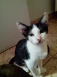Tiao e bolinha