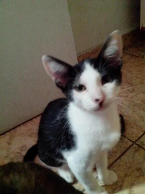 Gato raça vira lata idade 2 a 6 meses nome Tiao e bolinha