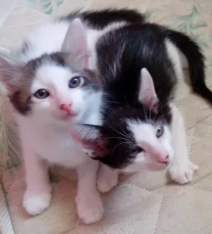 Gato raça vira lata idade 2 a 6 meses nome Tiao e bolinha