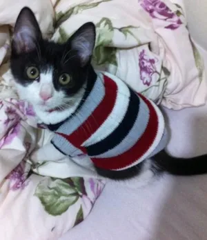 Gato raça SRD/Castrado idade 7 a 11 meses nome Sem nome/Castrado