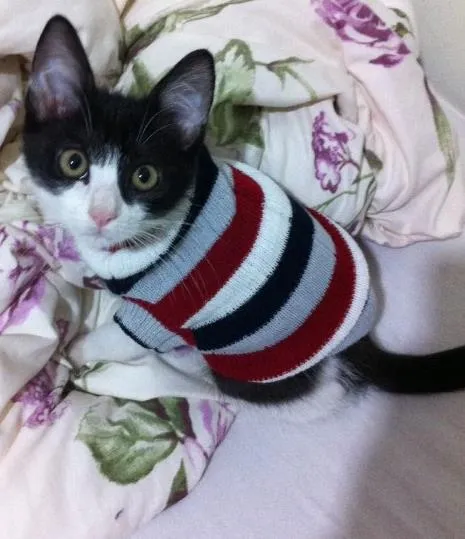 Gato ra a SRD/Castrado idade 7 a 11 meses nome Sem nome/Castrado