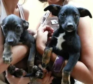 Cachorro raça vira lata idade Abaixo de 2 meses nome ainda sem nome