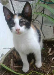 Gato ra a vira-lata idade 2 a 6 meses nome Dora