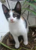 Dora