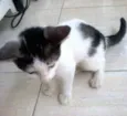 Princesa