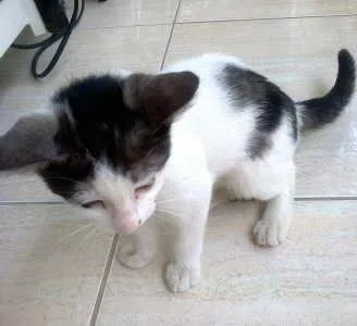 Gato ra a MESTIÇA idade 2 a 6 meses nome Princesa