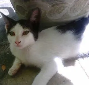 Gato raça MESTIÇA idade 2 a 6 meses nome Princesa