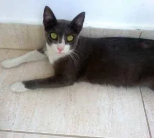 Gato raça Inglês  idade 1 ano nome Teodora
