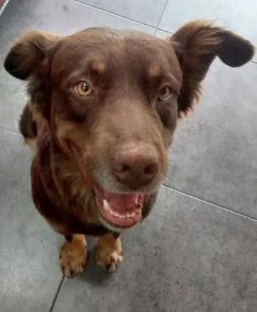 Cachorro ra a Não sei idade 1 ano nome Não tem