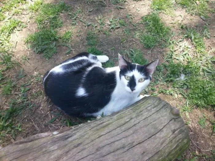 Gato ra a SRD idade 2 anos nome JOAQUIM