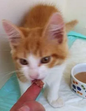 Gato raça SRD idade 2 a 6 meses nome Amarelinho