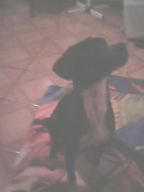 Cachorro ra a Labrador idade 7 a 11 meses nome sem nome
