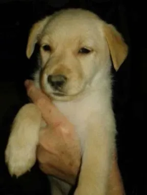 Cachorro raça Vira Lara/ Labrador idade Abaixo de 2 meses nome Luna