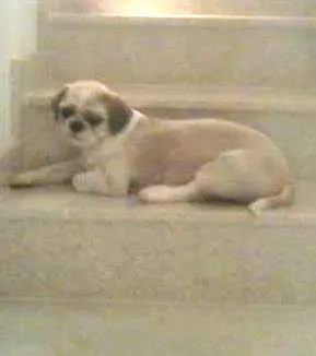 Cachorro raça lhasa apso idade 6 ou mais anos nome Mib