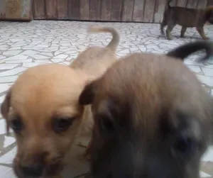 Cachorro raça Mestiços idade 2 a 6 meses nome Filhotes