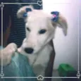Pelucia 