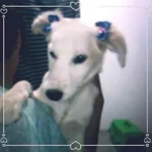 Cachorro raça Mista idade 2 a 6 meses nome Pelucia 