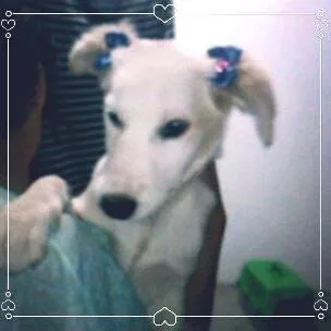 Cachorro ra a Mista idade 2 a 6 meses nome Pelucia 