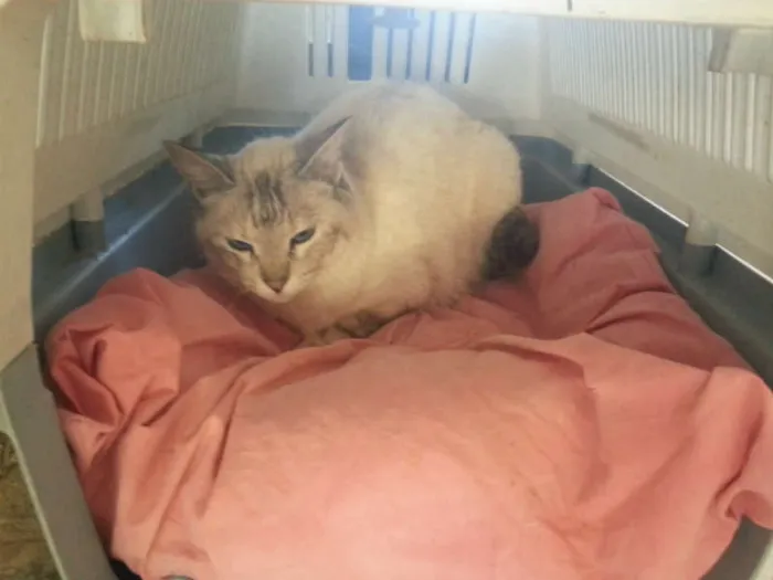 Gato ra a SIAMES RED POJNT idade 2 anos nome LINDINHA