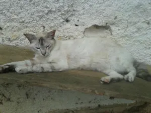 Gato raça SIAMES RED POJNT idade 2 anos nome LINDINHA