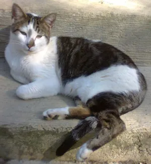 Gato raça SRD idade 1 ano nome DYLAN