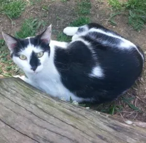Gato raça SRD idade 2 anos nome JOAQUIM