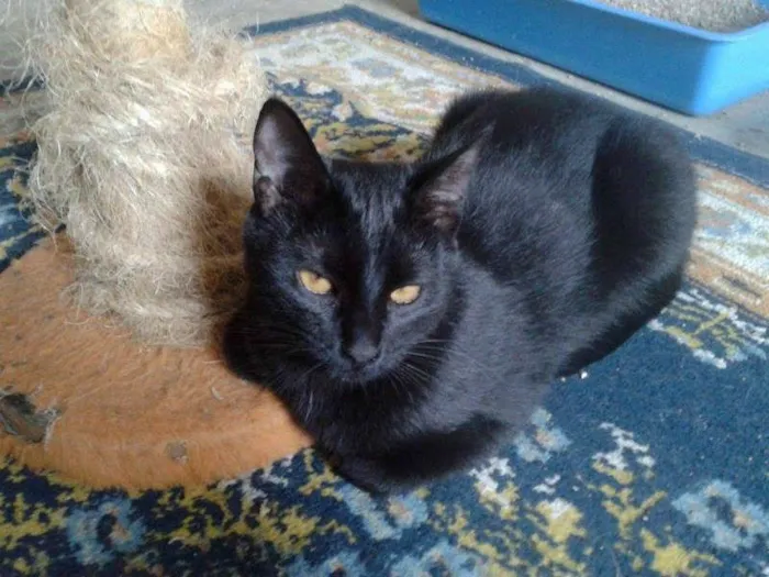 Gato ra a SRD idade 1 ano nome NEGRESCO