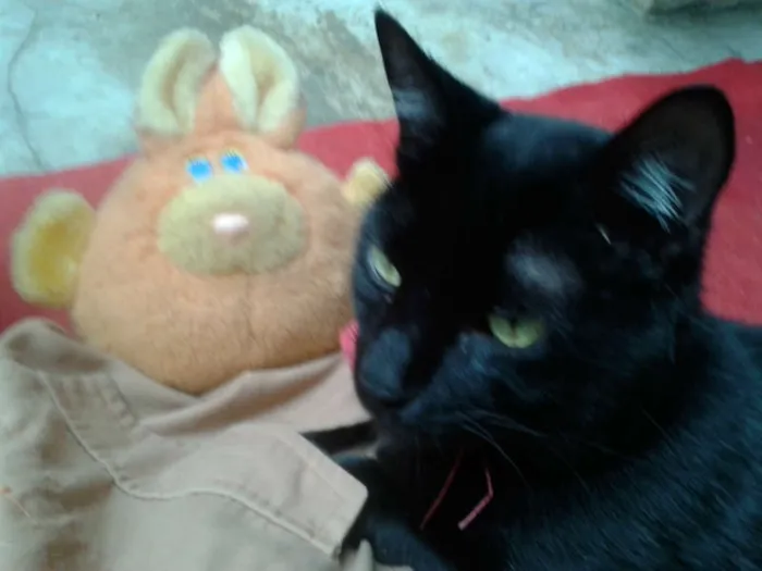 Gato ra a SRD idade 1 ano nome NEGRESCO