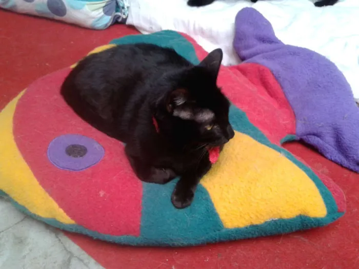 Gato ra a SRD idade 1 ano nome NEGRESCO