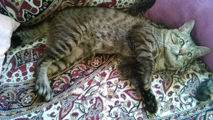 Gato ra a SRD idade 7 a 11 meses nome CHING