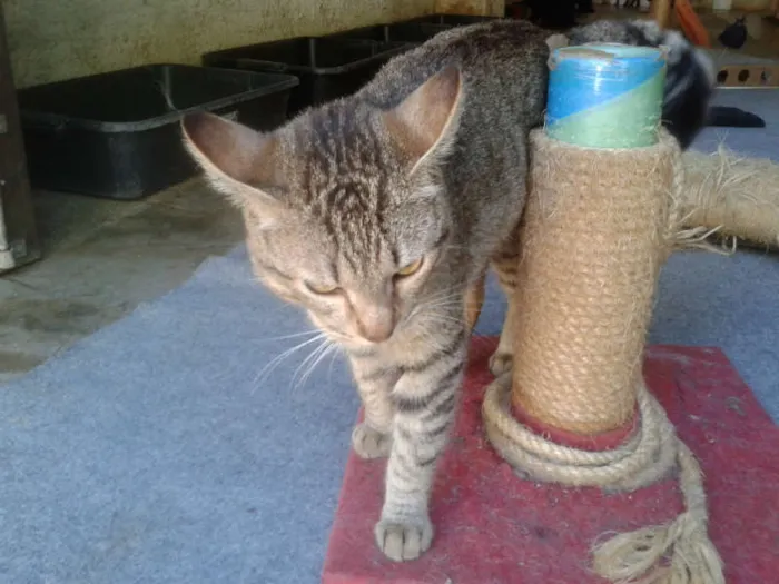 Gato ra a SRD idade 7 a 11 meses nome CHING