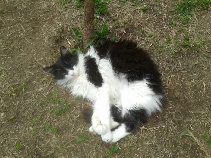 Gato ra a SRD idade 1 ano nome VICKY