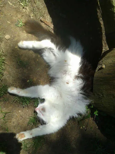 Gato ra a SRD idade 1 ano nome VICKY