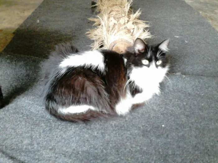Gato ra a SRD idade 1 ano nome VICKY
