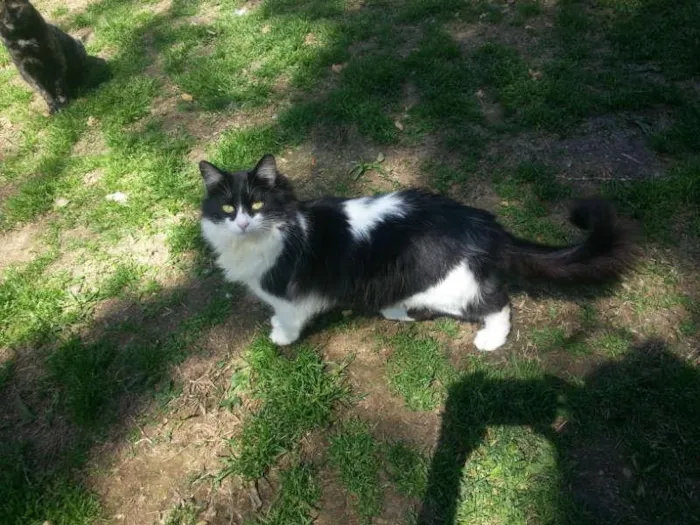 Gato ra a SRD idade 1 ano nome VICKY