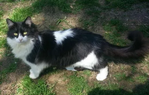 Gato ra a SRD idade 1 ano nome VICKY