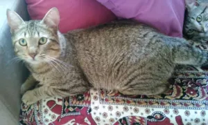 Gato raça SRD idade 7 a 11 meses nome CHING