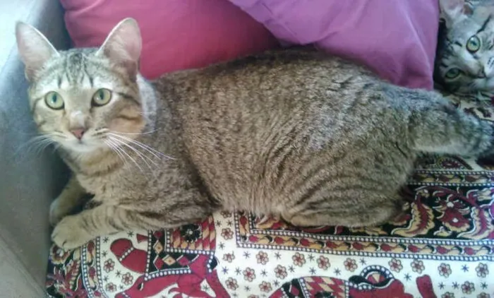 Gato ra a SRD idade 7 a 11 meses nome CHING