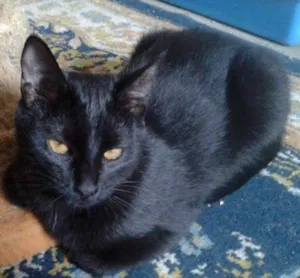 Gato raça SRD idade 1 ano nome NEGRESCO