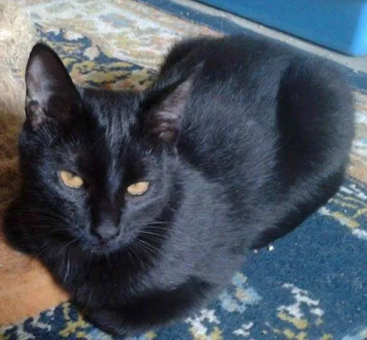 Gato ra a SRD idade 1 ano nome NEGRESCO