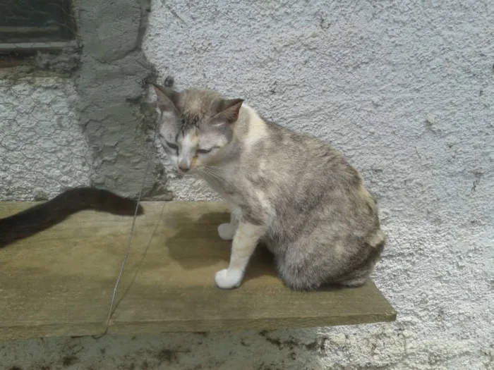 Gato ra a Siamês RED POINT idade 7 a 11 meses nome hanna
