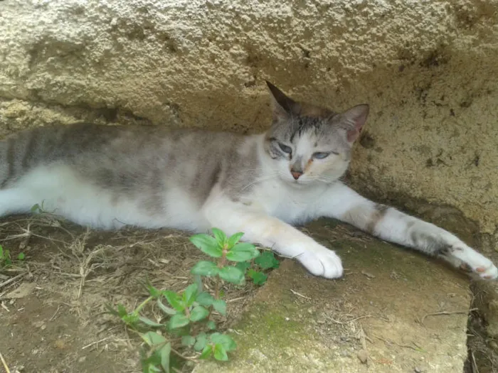 Gato ra a Siamês RED POINT idade 7 a 11 meses nome hanna